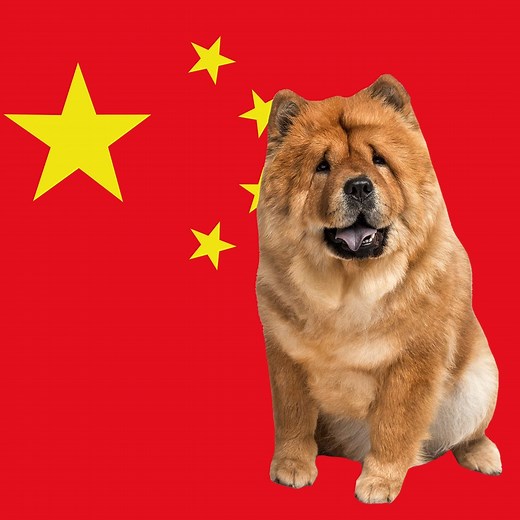 12 Chinese Dog Breeds and Their Fascinating Histories