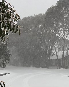 3K views · 159 reactions | Fresh spring snow this morning! ❄️ The Resort is open for snow play and snowshoeing today with cold conditions. Moderate to heavy snow is expected to continue so be prepared to fit chains when directed. Stay tuned for updates regarding lifts and toboggan park, which will open if possible. #septembersnow #springsnow #cold #winter #morningvibes #mountains #mountain #australia #travel | Mt Baw Baw Alpine Resort | Facebook