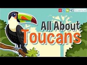 All about Toucans
