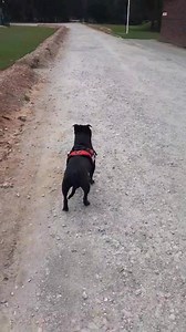 9.1K views · 1.1K reactions | Day 12 Ok listen in....so myself and Colour have just checked the perimeter of the camp for security reasons to keep all of you humans safe and sound. Good to see that you humans are listening to PM Boris Johnson.  Have a good weekend all. Stay safe ❤ | Watchman | Facebook