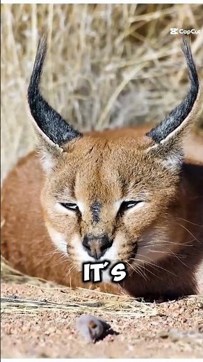 Meet the Caracal Nature's Mysterious Hybrid!