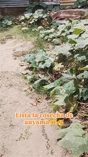 Yajaira Espinoza on Instagram: "Contenta y agradecida con Dios por sus bondades 🙏 aunque tengo un tiempo sin trabajar, nada me a faltado me dedique atender a mis animales y a trabajar en mi patio en mí siembra eso hizo que los días pasaran rápido y no pensar en lo que no tenía Dios trabaja de una forma misteriosa en estos tiempos e vivido cosas hermosas o.. que grande eres señor 🙏🥳🫶la honra y la gloria sea para ti 🤗🫶🙏"