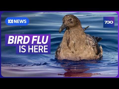 The deadly H5N1 bird flu has arrived in Australia | 7.30