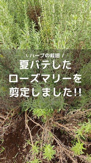 こもれび | ハーブの栽培🌿 on Instagram: "蒸れたローズマリーを剪定しました😊 夏場の蒸れで下葉の傷みが顕著なローズマリー｡ 放置すると､木質化も進みそうなので､伸びた枝を 切り戻して､今後は新芽を伸ばして行きたいと思います｡ 株元からバッサリと切ると枯れてしまうので､必ず新芽の上から剪定しましょう😊🌿 他のハーブの投稿→@herb.komorebi #ハーブ #ハーブ栽培 #ローズマリー #ハーブガーデン #ガーデニング"