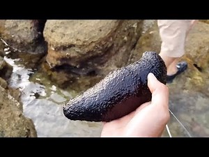 Giant Sea Cucumber Pees On People