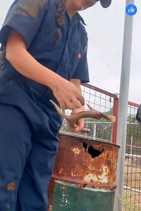 This cow really went for a statement piece with this lip piercing. In reality though- cattle are known to crave bones/antlers when deficient in phosphorus or calcium. | Penélope Cruz Official
