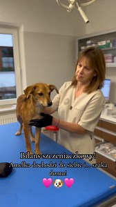 59K views · 3K reactions | Cotygodniowy bilans szczeniaczkowy! Amelka...