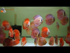Red Melon Discus and Ring Leopard Discus
