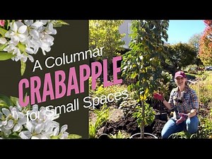 Planting Green Wall Spire Columnar Crabapple Trees