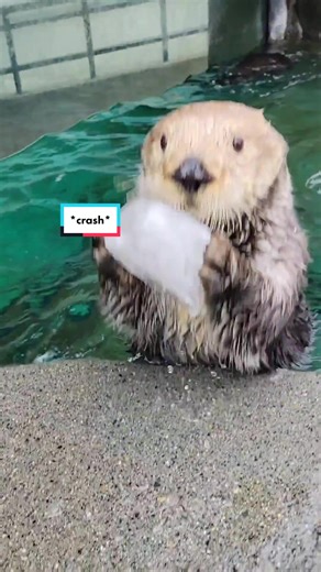 Hello. #Day154 of #otter. Some ice breaking 🧊🦦. Bye. #ottersoftiktok #ottertok #seaotter #ice #swimming #fy #mmd #seaottertok Video is from Instagram: @rnaqua Go and check her out!
