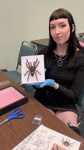 1.4M views · 23K reactions |  Learn the art of entomology at Oddities & Curiosities Expo | Oddities & Curiosities Expo | Facebook