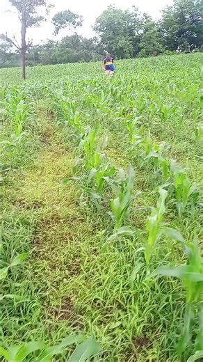 Videos de cesar carrillo (@user49509253175744) con “sonido original - 💸USER X(5)📈”