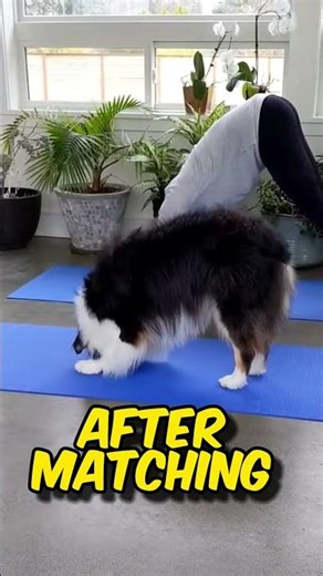 SIMPLE Dog Exercise Routine and Exercises!