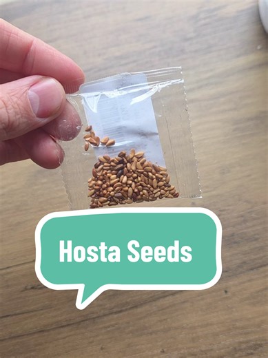 If you want something unique in your garden, these Bloomshire Hosta Seeds grow into stunning deep-toned foliage plants that instantly stand out in flower beds, borders or shaded areas. Hostas are known for their bold leaves and easy growing nature, making them perfect for anyone who wants to add colour and texture to their garden without needing loads of maintenance. These Bloomshire purple hosta seeds are a great option for gardeners who enjoy growing plants from seed and creating eye-catching 
