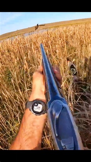 The Shot Every Hunter Dreams Of #birdhunting #hunting #goosehunting #pheasanthunting