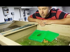 Pond Bio Filtration is essential - Koi Addicted - MountainTree Filter Mat Review