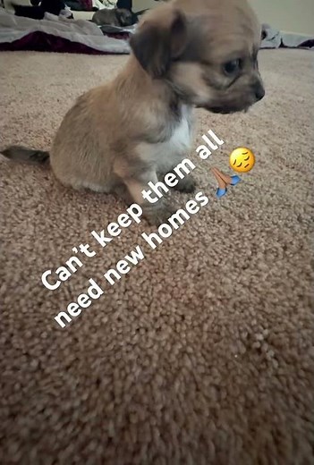 Maltipoo & yorkie litter