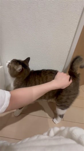 触ってほしい猫と、お風呂上がりだから触りたくない猫アレルギー人間^^;