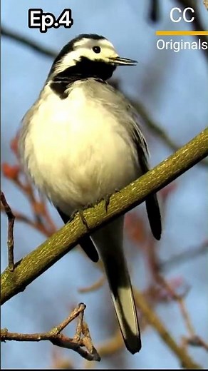 "Pied Wagtail Wonders: Stunning Behaviors & Fascinating Facts Revealed!" |P4 LAST