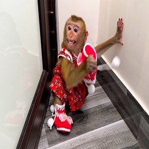Monkey Kaka doesn't like to wear shoes because it's uncomfortable. | Monkey News 24h
