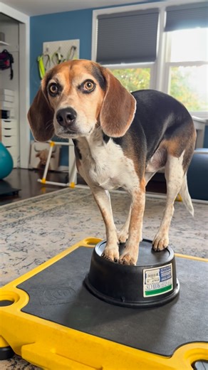 Monty on Instagram: "Monty took on the #nickiminajchallenge for his Wednesday workout. And while this looks like a relatively easy exercise there’s actually a lot behind it. - Monty had to build confidence to put all four feet on an elevated object that is smaller than his stance. - Lots of muscles are used from his core, spine, and hips. - He has to keep his strength up to hold the static position. - As a bonus- we will use this exercise for a trick we are working up to where he will be able to