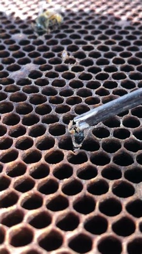 Worker Bees Hard at Work 🐝 | Hive Life Revealed