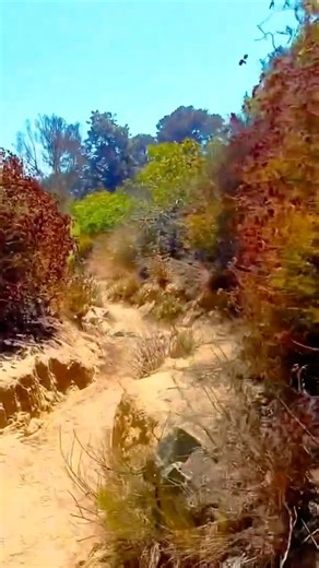 Silent Hike | Sandy Path and Wildflowers 🌸 Relaxing Nature Walk