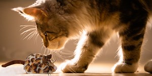 Watch Interactive Moving Mouse Cat Toys, Chasing Electric Kitten Toy, Automatic Motion Kitty Toy on Amazon Live