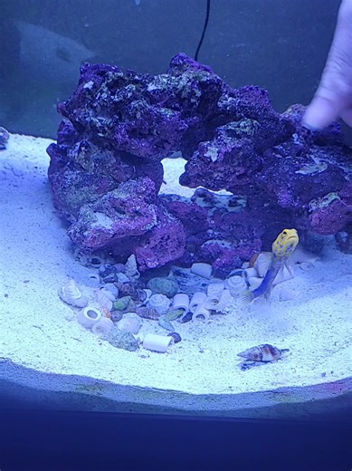 Lemon the Jawfish: A Hoarder's Tale