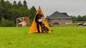 Canadian IGP Nationals PROTECTION - Gage vom Shield Result: 89 points Judge Robbie de Jong Some things to fix but overall super happy with what my boy did at our first Nationals. | Shield-K9 Dog Training