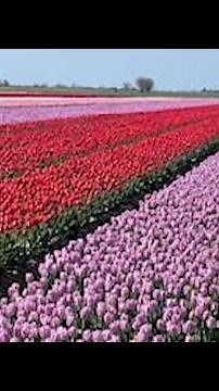 How Wicked's Production Planted 9 Million REAL Tulips for Munchkinland
