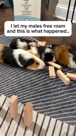 Male group behavior: destructive curiosity | Guinea pig #guineapig #guineapigshorts #pet #cute