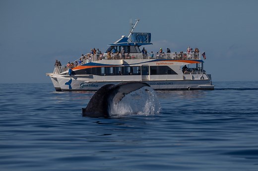 Maui Whale Watching Maui | PacWhale