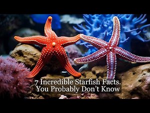 7 Incredible Starfish Facts You Probably Don't Know