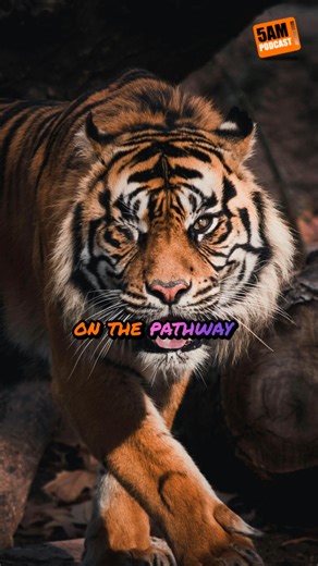 Grey Matter host and Canadian Lawyer, Leighton Grey K.C. shares a powerful metaphor that changes how we think about courage. It's not the absence of fear it's preparation for life's inevitable challenges. When you encounter a "tiger" on your path, will you be prepared? This clip from the 5AM Podcast with Michael Klassen reveals why true courage comes from preparation, not fearlessness. | Grey Matter Podcast