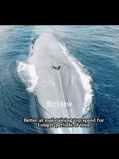 Megalodon vs Blue whale #1v1 #vs #whale #shark #animals #viral #fyp #foryou #dinosaur #paleontology