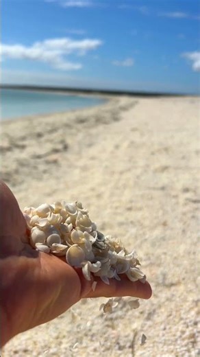 Exploring Shell Beach: 15km of Pure Shells in Shark Bay