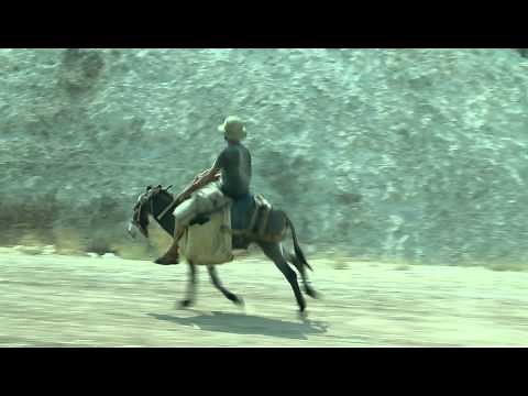 Adult man riding donkey at a gallop in Israel