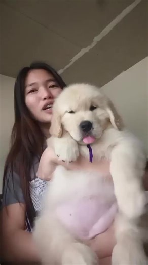 All About Golden Retrievers: Traits and Care