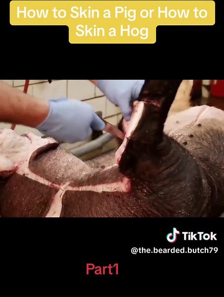How to Skin a Pig or How to Skin a Hog - Part 1