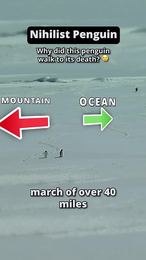 The Heartbreaking Journey of a Solo Adelie Penguin