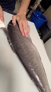 87K views · 176 reactions | Here is @reed_thefishmonger showing how he likes to fillet up a blue tile fish with his @dexter_outdoors . Neptonics #Oceanborn . . . #spearfishing #bluewater #spearolife #spearo #diving #freedive #knife #filletknife #fish #fillet | Neptonics Spearfishing | Facebook