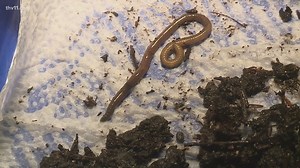 What to know about an invasive earthworm species in Arkansas