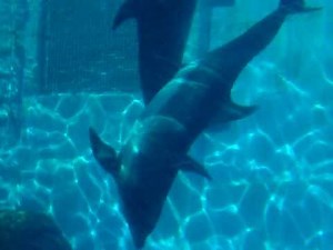 イルカの繁殖行動