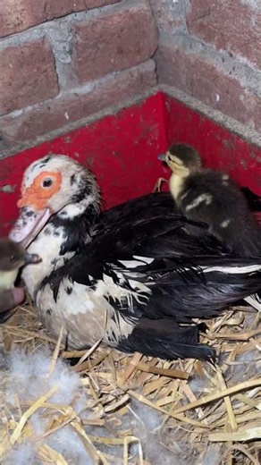 Midnight hatching - duck hatched her eggs successfully !