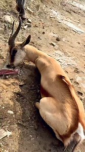 48K views · 300 reactions | How's this for a beautiful copper...