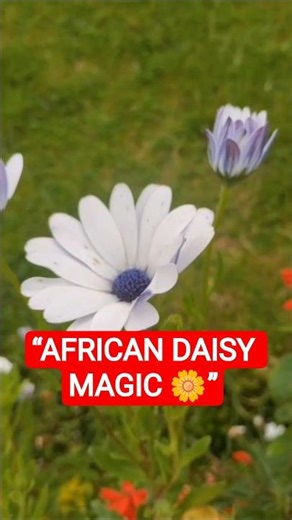 African Daisy Blooming 🌼 Mesmerizing |Nature’s Magic #shorts
