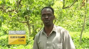 Miraa, Halwa, Giza, Mairungi, Mbachu, Veve, Gomba. It's a stimulant that carries many names, but farmers know one thing about it for sure, miraa farming has contributed to economic growth and development in the country. Watch #KilimoNaBiashara with Linda Koskey AFA Kenya | K24 TV