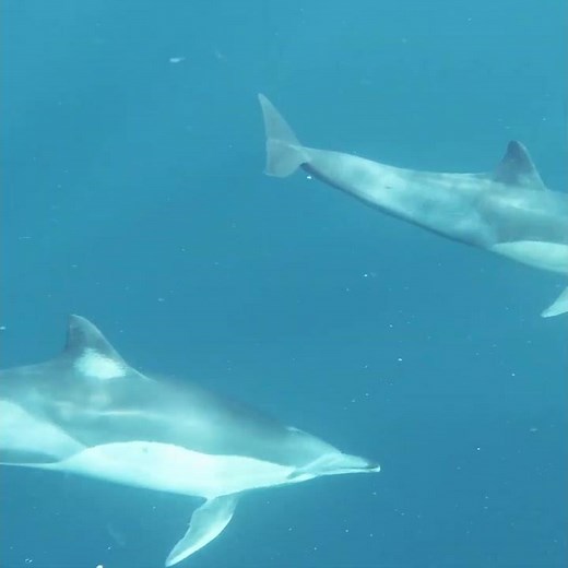Watch a Pod of Dolphins Swim Together – Relaxing & Beautiful 🐬🌊