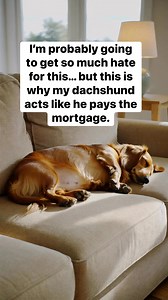 Sharing my guilty confession 😅🐶I let him sleep on the couch one time…and now he thinks he owns the entire living room.Don’t judge me — look at that face 😂 #dachshundlife #dachshunds #dogmomlife #sausagedoglove #weinerdog #dogreels #sleepydog #reels | Dachshunds Are Awesome